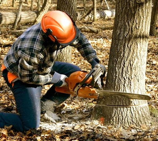Tree Removal in Friendswood, TX